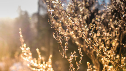 branch of a tree in winter in sunlights