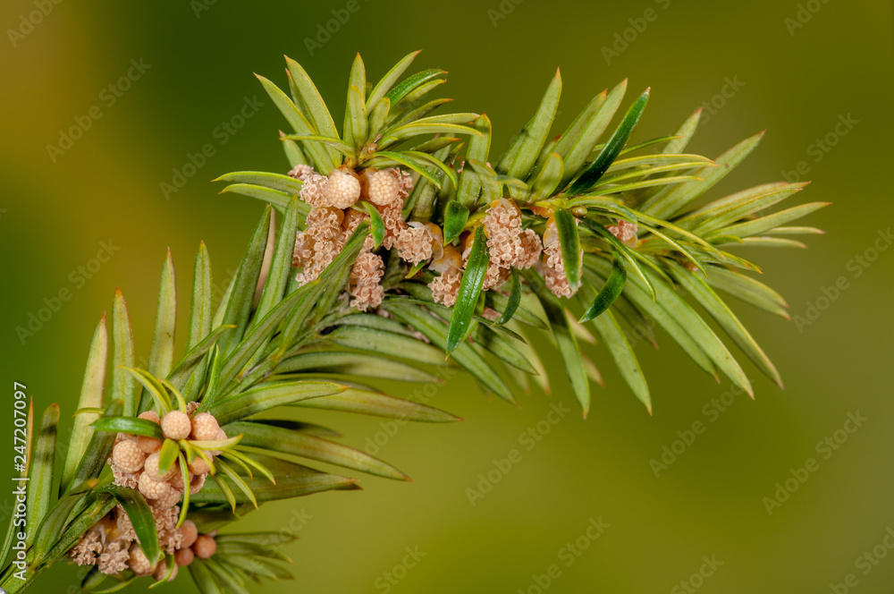 Eibe mnnliche Zapfen Bltenstnde Stock Photo | Adobe Stock