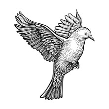 Vector Hand Drawn Flying Pigeon. Sketch Of White Dove.