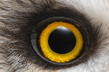 Owl's eye close-up, macro photo, Eye of the Short-eared Owl, Asio flammeus