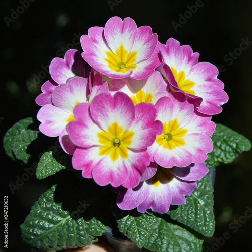 Primulas Primaveras Flores Naturales Buy This Stock Photo And