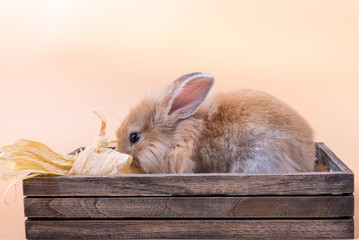 The cute little rabbit newborn has a pointed ears, brown fur and sparkling eyes, in a wooden box with corn as food, on orange background, to Easter festival and holidays concept.