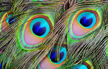 peacock feather on black background