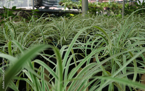 Spider Plant Airplane Plant Ribbonplant Chlorophytum Comosum Variegata Growing In Greenhouse Plants Are For Sale In Nursery Buy This Stock Photo And Explore Similar Images At Adobe Stock Adobe Stock,Robo Dwarf Hamster Pictures