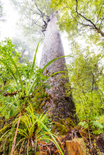 Kauri Trees At The North Island Of New Zealand