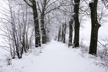  winter landscape in the countryside, snowy landscape