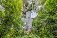 Tane Mahatu, Kauri Trees At The North Island Of New Zealand