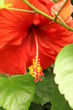 hibiscus red green background