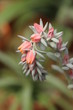 small pink cactus flower, dusky green leaves
