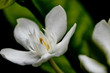 white delicate 5 petal small flower