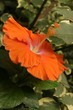 bright orange hibiscus side view flower