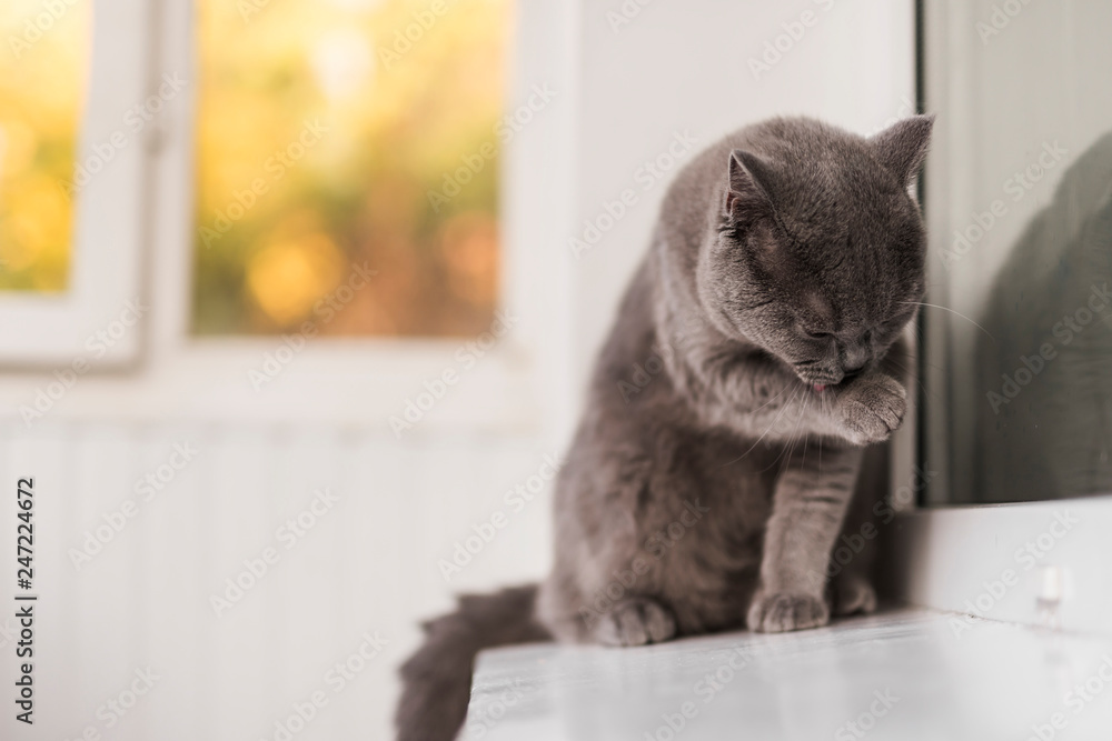 Close up of grey british shorthair cat cleaning himself - obrazy, fototapety, plakaty 