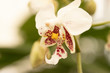 white tiny orchid with maroon inner petals