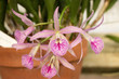 pink beautiful orchid blooms