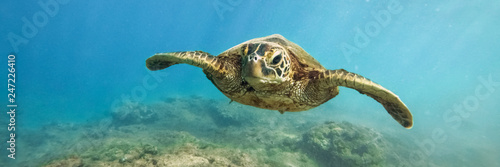 Green sea turtle above coral reef underwater photograph in Hawaii