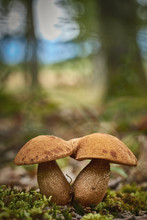 Close Up Of Edible Rough-stemmed Bolete Mushroom (Leccinum Scabrum) On The Forest