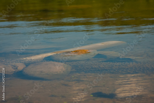Fotomural Mountain landscape with river details and water texture