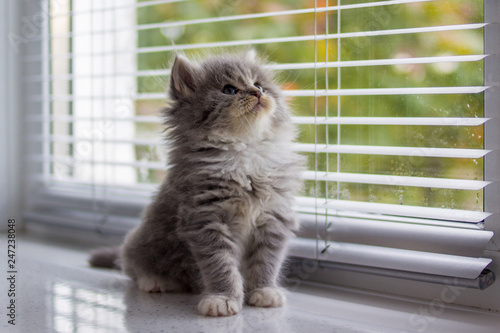 Grey Persian Little Fluffy Maine Coon Kitten Sits Near Door