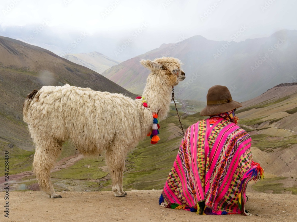 Lama in Peruvian Andes - obrazy, fototapety, plakaty 