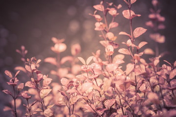 Background botanical nature image of close up leaves