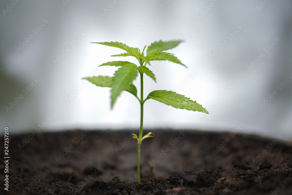 seedling of cannabis, Growth of marijuana trees , Cannabis leaves of a plant on a dark background, medicinal agricultur. - obrazy, fototapety, plakaty 
