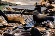 Sea Lions Resting On Pier
