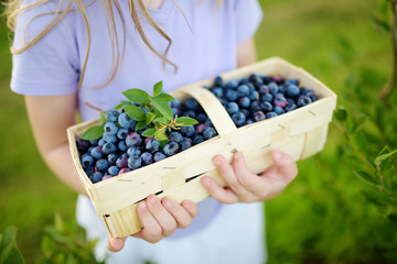 Cute little girl picking fresh berries on organic blueberry farm on warm and sunny summer day. Fresh healthy organic food for small kids.