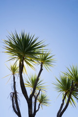 Wall Mural - New Zealand cabbage tree