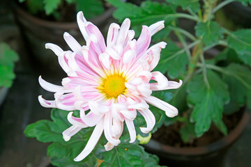 Chrysanthemum