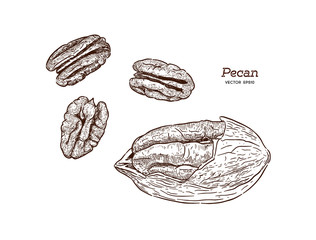 Wall Mural - Pecans, hand draw sketch vector.