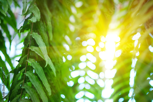 Fern leaves and evening light