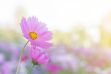 Canvas Print - Beautiful purple cosmos flower in garden