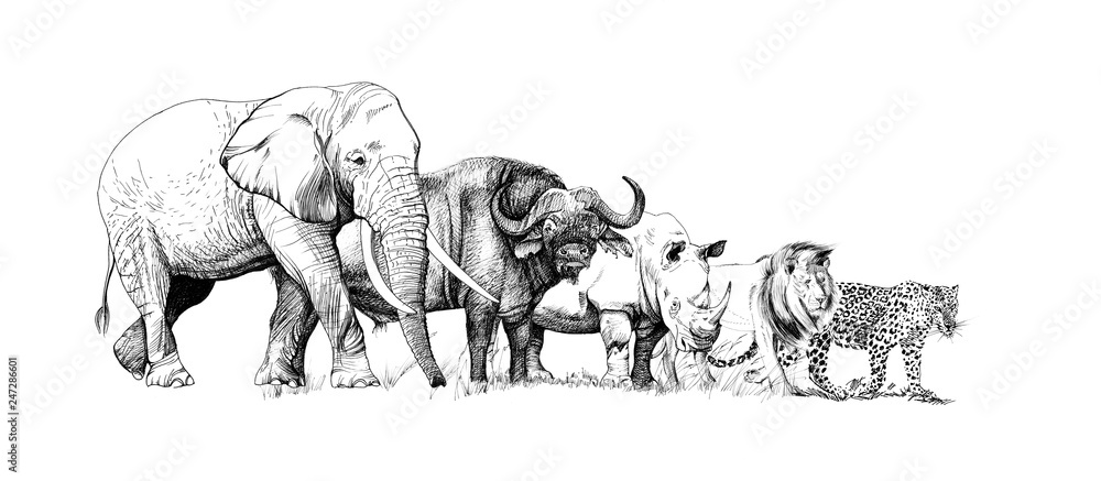 Big african five animal. Hand drawn illustration Stock Illustration ...