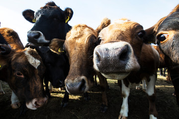 cows in a field