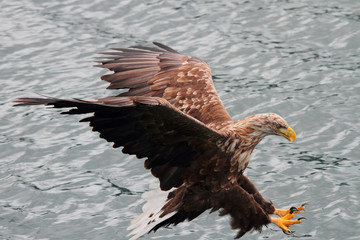 Perfect Landing on fish 