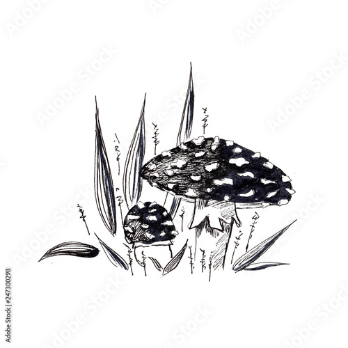 Mushrooms Sketch Mushroom In Grass Two Mushroom Amanita In The Grass Hand Drawn Drawing Mushrooms In The Grass Black And White Illustration Isolated On White Background For Your Design Adobe Stock でこのストックイラスト を購入して 類似のイラスト