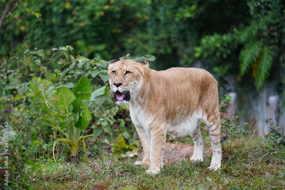 The liger is a hybrid offspring of a male lion and a female tiger ...