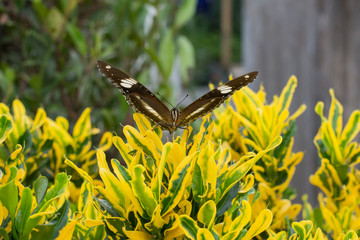 Wall Mural -  Butterflies in summer