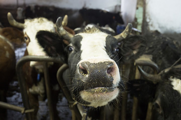 Cattle in a stall on a farm