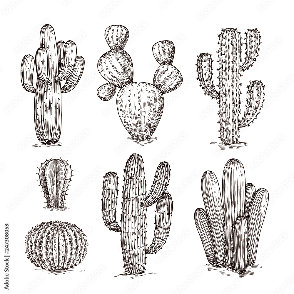 purple cactus flower Santa Rita Prickly Pear main image 1