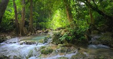 Wild Nature Landscape. Jungle Forest And Water Stream