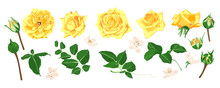 Floral Wedding Set. Vector Roses Bouquet.
