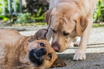 Un par de perros