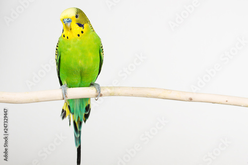 Fotografía budgerigar on white background isolate