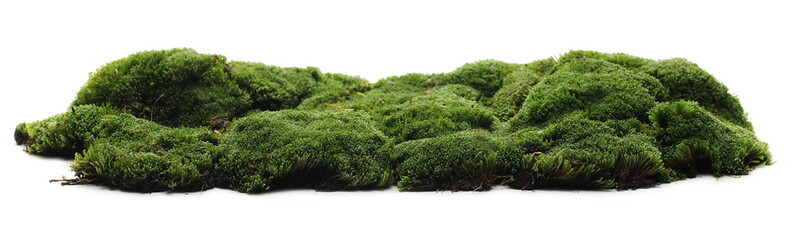 green moss isolated on white background