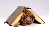 Fototapeta Koty - the kitten is hiding under the book