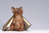 Fototapeta Koty - the kitten is hiding under the book