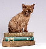Fototapeta Koty - the kitten is sitting on a stack of books
