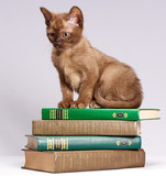 Fototapeta Koty - the kitten is sitting on a stack of books