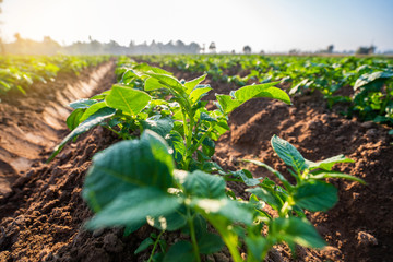 Wall Mural - potato plant field